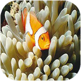 tehran.olomedaryaeivaabziyan