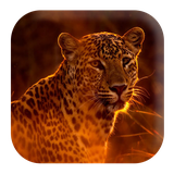 com.kikaapps.leopard.sounds.snowleopardsounds