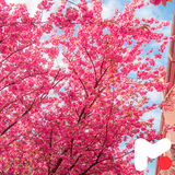 mobipa.CherryBlossomWallpapers