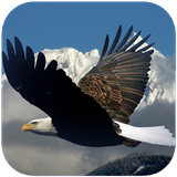 chetor.parandhhaeshekari