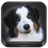 com.applucinante.dogimages