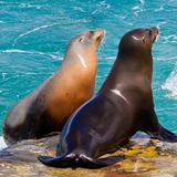com.wildlife.sealion