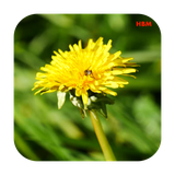 ir.appwork.livewallflowersa