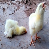 com.htmlApi24novinsoft99.bemarehaemorgh