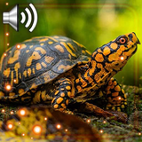 com.muspelheim809.turtleslivewallpaper