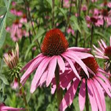 com.arvin_shk.giahdaro