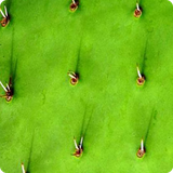 iran.golestan.cactus