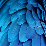 brightstar.wallpaper.graphicColors