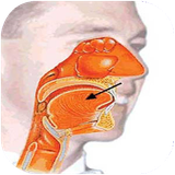 shafagh.goshvahalghvabini