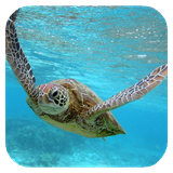 seaturtlehd.tbem.com