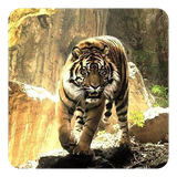 com.TigerLiveWallpaperHD