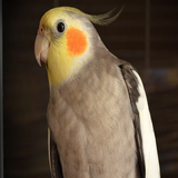 appinventor.ai_caio_carlos222.caicaibalao