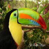 shirkohy.python.falltuka