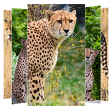 com.suviapps.cheetahwallpapers.cheetahpictures.animalwallpaper