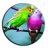 ir.arzanikamran.morgeshg