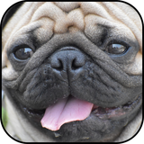 com.ipmobilesolutions.wallpaperspug