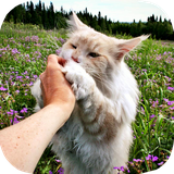 ir.tinasoft.cat_care_at_home