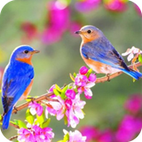 com.wallpaperbirdwallpaper.wallpaperhd