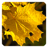 com.LiveWallpaper.Autumn