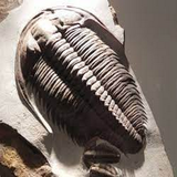 com.txtApi24novinsoft99.dirineshenasiejanevaran