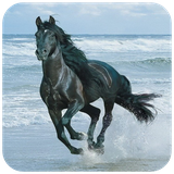 com.hd.horsewallpaper.horsepictures.cuteanimals.running.nature.wallpapers