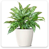 com.pishtaz_ht.golapartemaniii