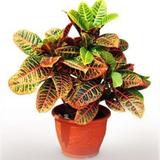 ir.mohammadfathi.apartmantflowerlist