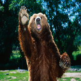 shirkohy.python.fallgrizli