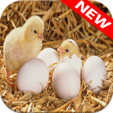 com.animalwallpaper.chicken