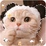 com.kitten.wallpapers.azw