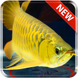 kimvan.arowana.gold.livewallpaper