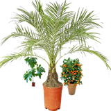 nik_wanish.exotic_fruits