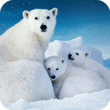 com.polarbear.snow.bear.wallpapers