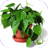 kalale.gyahanapartemani