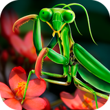 com.bigmadgames.MantisLifeandHuntingSimulator