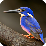 com.BirdsWallpaper.bird.animals.parrot.wallpaper