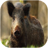 folad.janevaranebozorgeamrika