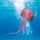 brightstar.wallpaper.seaAnimals