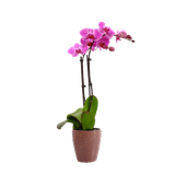 ir.sibsorkh.parvareshorkide