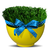 ir.asystem.kashtesabzefree