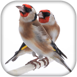 com.goldfinch.chardonneret.maknin