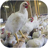 fars.parvareshetoyour