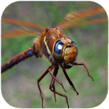 mshma.hasharatmozervmofid