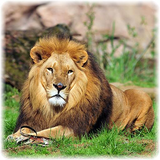 bibi.JigsawPuzzles.AnimalPuzzles