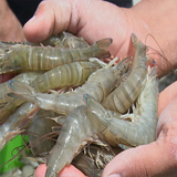 badi.meygoo.parvaresh