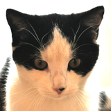 com.tspmobile.catdiarieslite