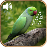 com.apptab.birdssound