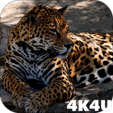 com.lwp4k4u.jaguar
