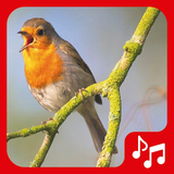 com.familyappspro.birdsoundsringtones