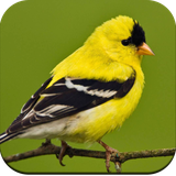 com.Birdwallpaperhd.birdimage.birdbackgroundwallpaper.nicewallpaper